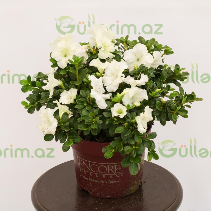 Azalea - Azaliya -Azaleya